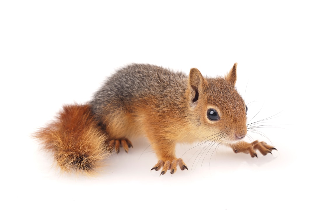 Photo rodent, Pokemon
